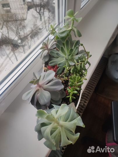 Суккуленты