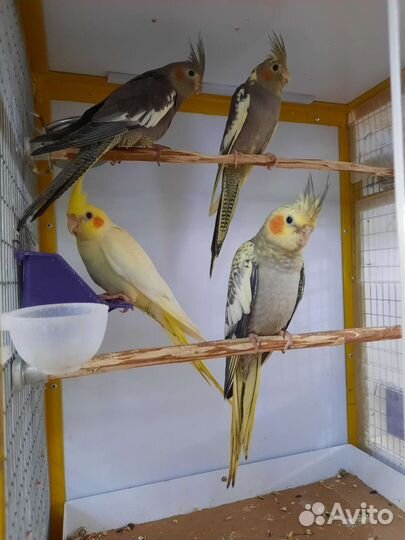 Попугаи корелла птенцы