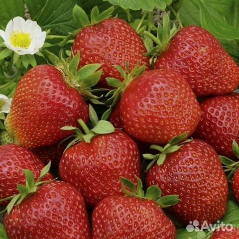 Усы клубники