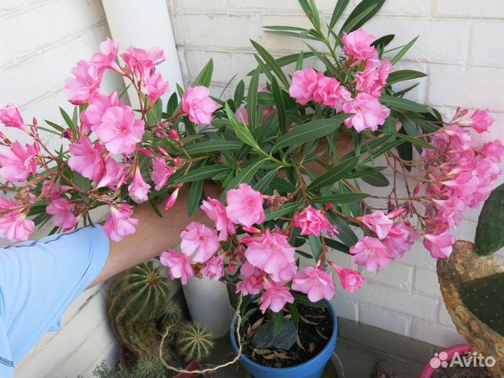 Олеандр семена