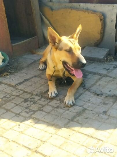 Собака в добрые руки