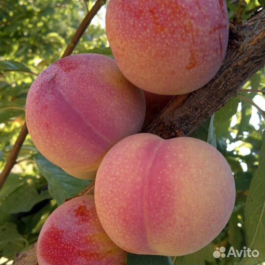 Саженцы диплоидной сливы оптом