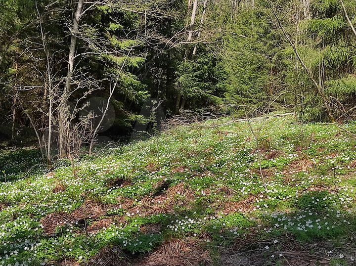 Участок 5,8 га (СНТ, ДНП)