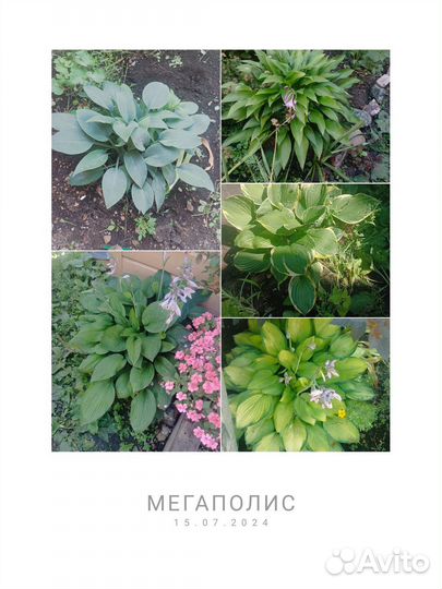 Хосты сортовые