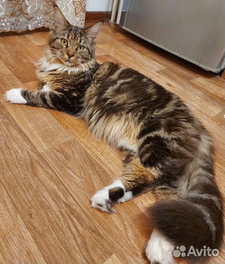 Котята мейн-кун