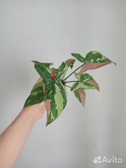 Сингониумы