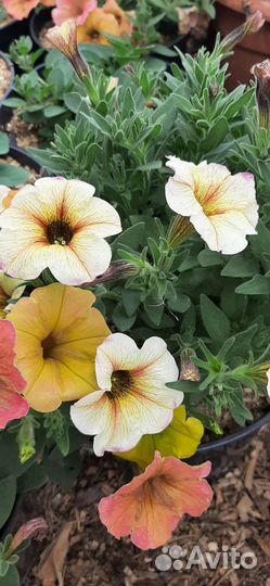 Петуния ампельная