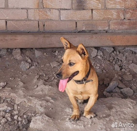 Милый коротколапик