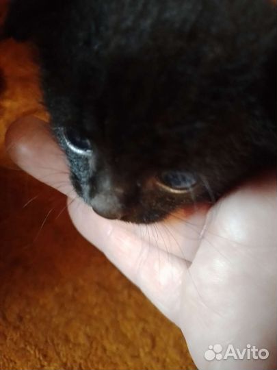 Котик