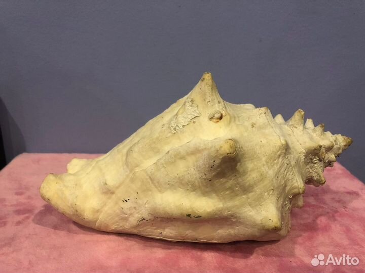 Ракушка морская большая