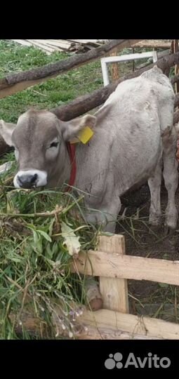 Бычок и тёлочка