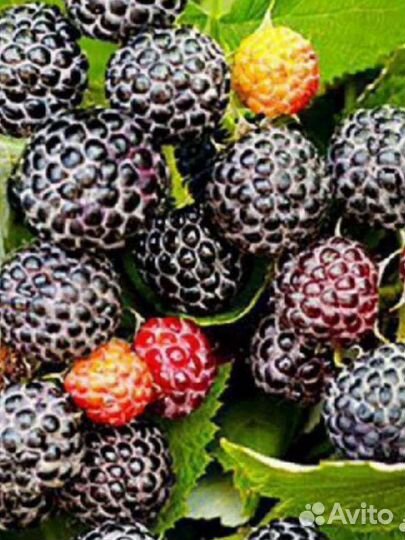 Саженцы малины зкс