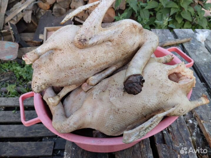 Мясо гуся. Село Красное