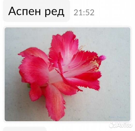 Элитные сорта шлюмбергеры (Декабрист)