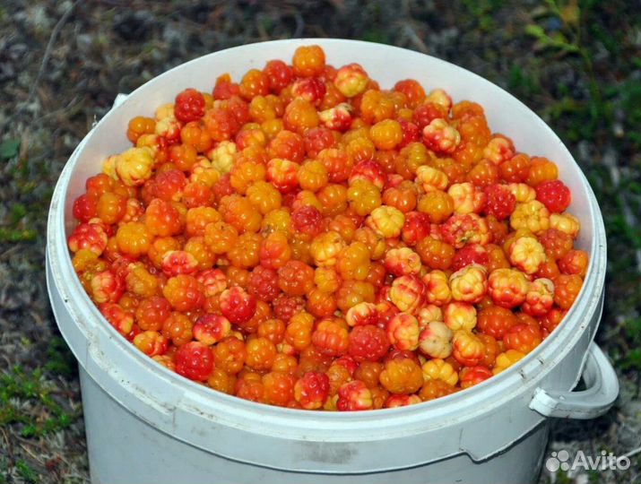 18 варенье из морошки оптом