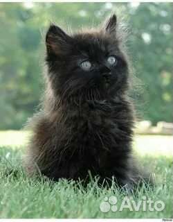 Девочка в дар