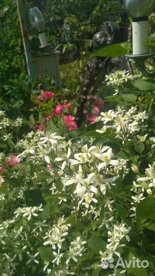 Клематис жгучий (мелкоцветковый) - семена