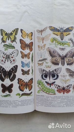 Словарь.Биология.Каталог млекопитающих СССР