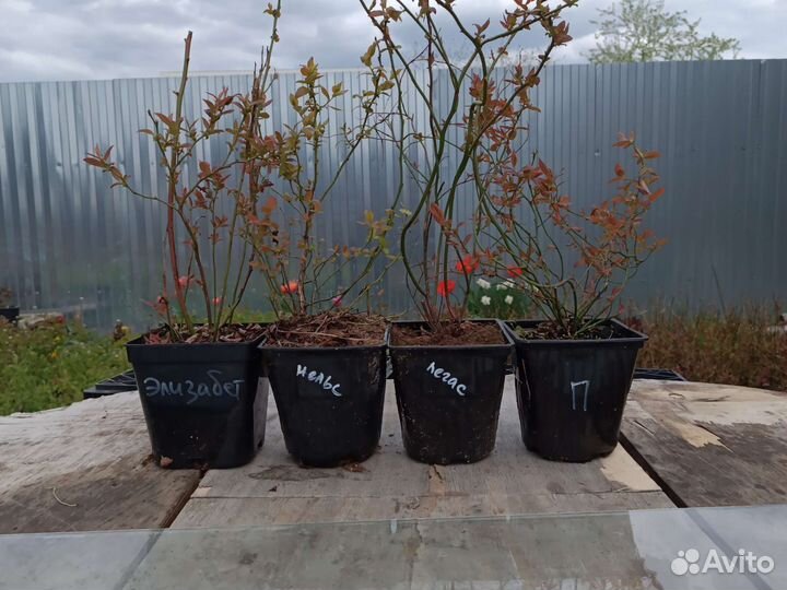 Саженцы голубики