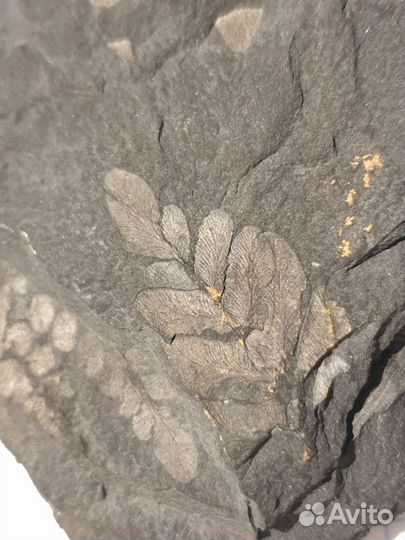 Уголь с отпечатками древних растений
