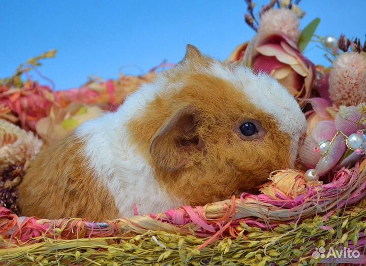 Малыш мальчик морской свинки американский тедди