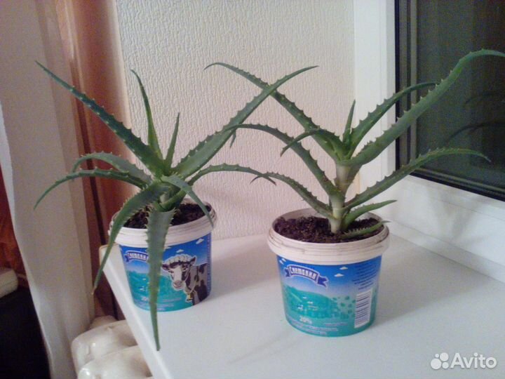 Алоэ 1, 3, 4 года, герань, денежное дерево