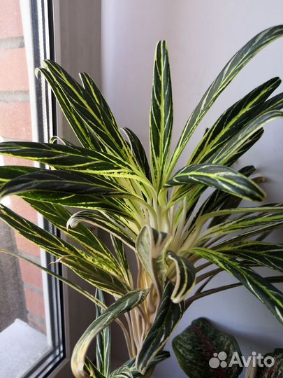 Аглаонема Бай Као