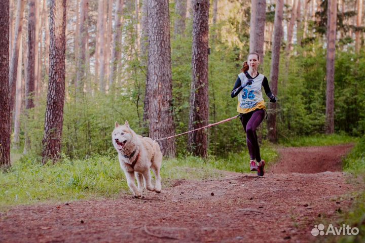 Тренировка собак
