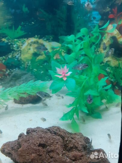 Аквариумные рыбки