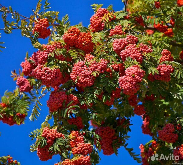Рябина обыкновенная