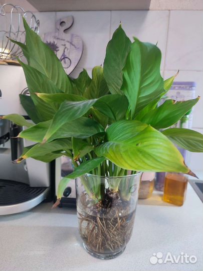 Спатифиллум, женское счастье