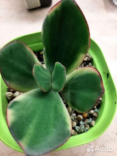 Красула Рубра денежное дерево 1500