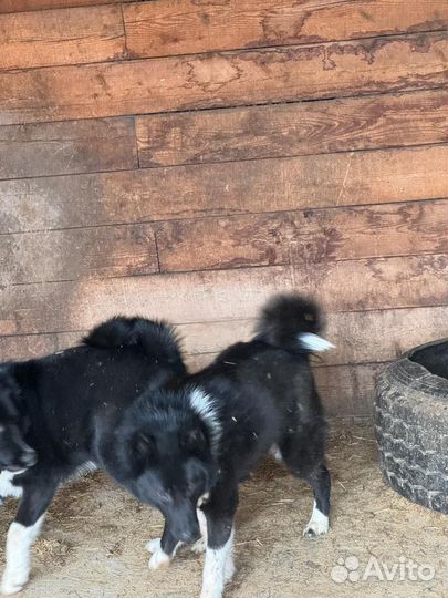 Русско европейская лайка