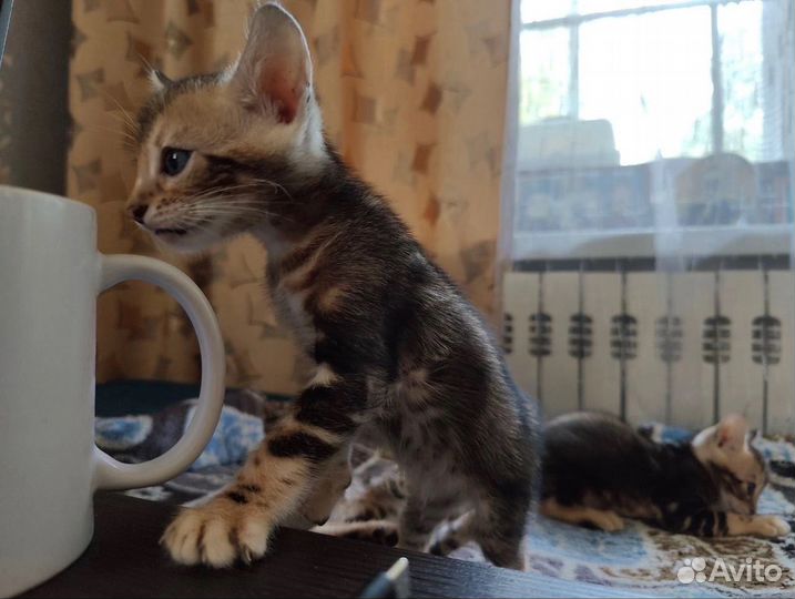 Котята бенгалы