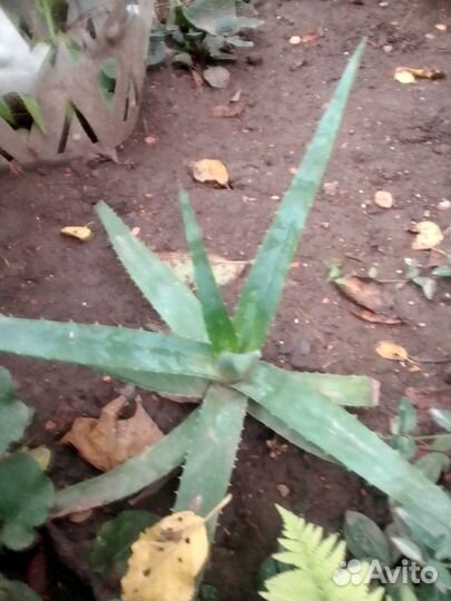 Алоэ лечебный