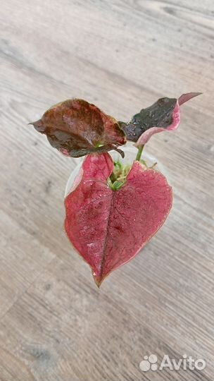 Сингониум, эпипремнум