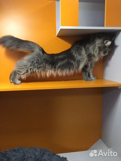 Зоогостиница, передержка животных