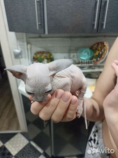 Котята сфинкс