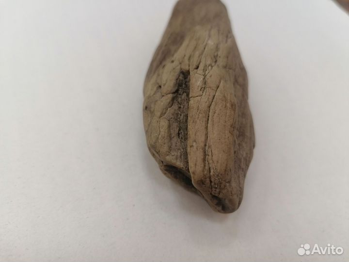 Окаменелое дерево