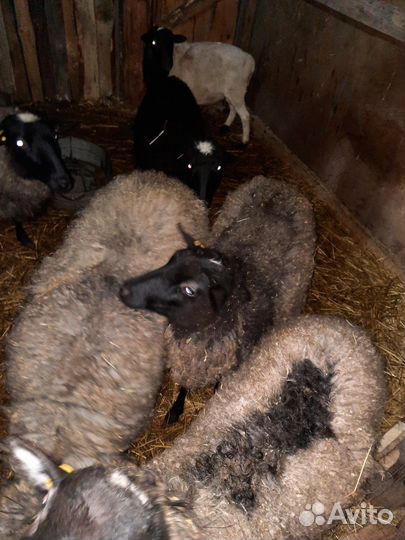 Романовские овцы