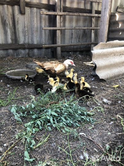 Мускусные утки