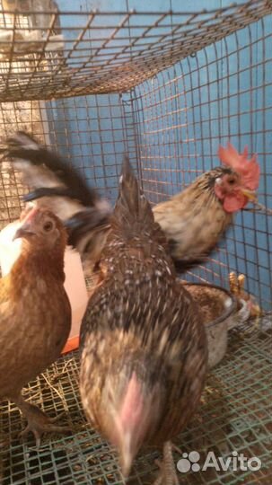 Петухи и курицы корольки