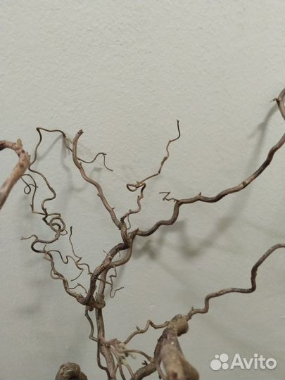 Деревце натуральное Голландия 100 -130 см