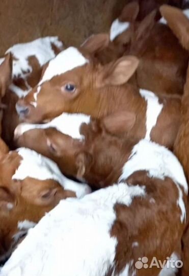 Бычки на откорм