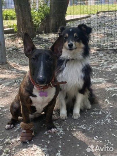 Передержка собак