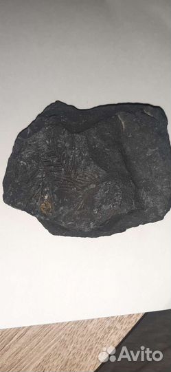 Камень с отпечатком растения