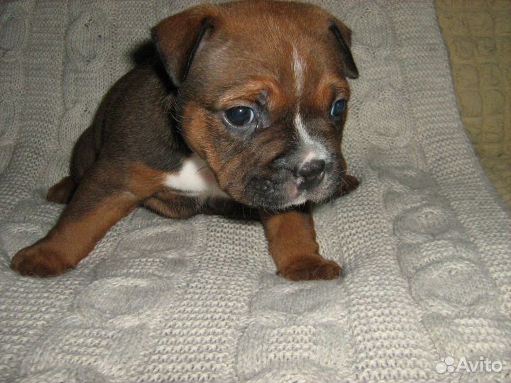 Американский булли