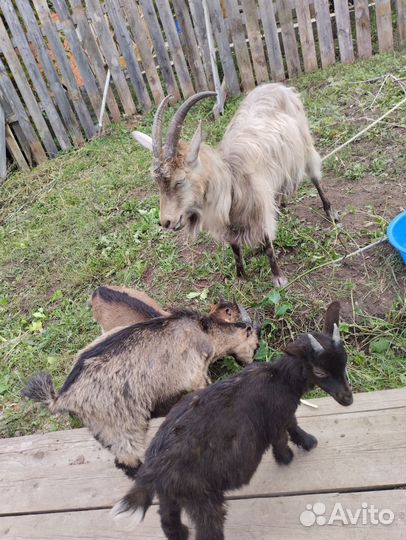 Коза дойная