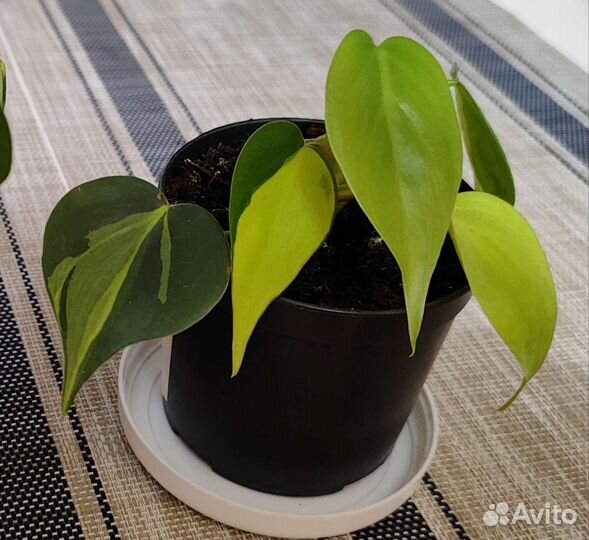 Филодендрон лазящий