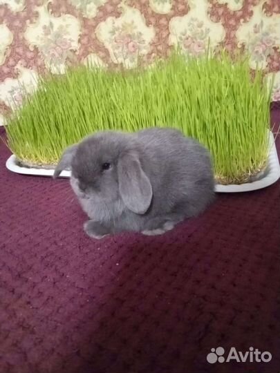 Декоративные карликовые крольчата